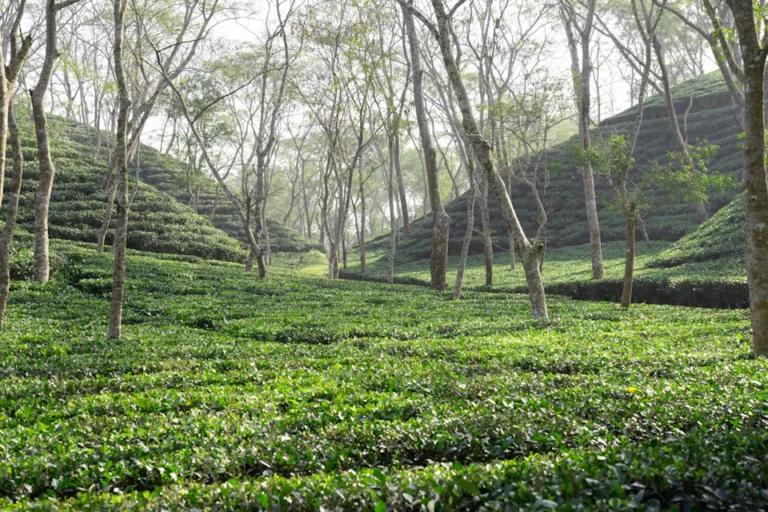 Green tea gardens in Bangladesh